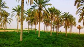 Bushehr