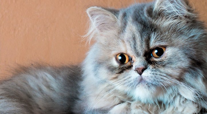 oldest persian cat